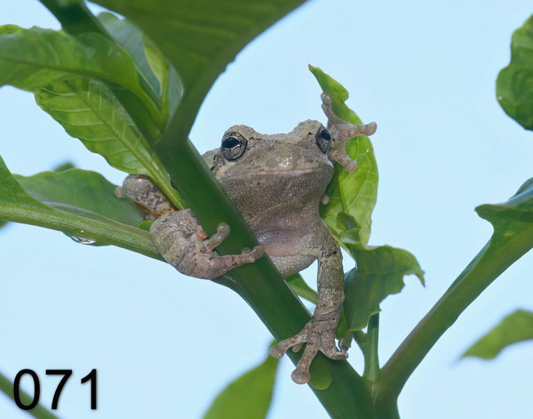 71gray treefrog 6-10-08 4d143x.jpg