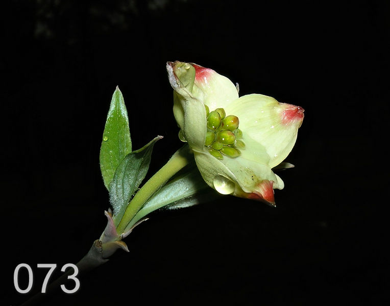 73dogwood  4-5-06 shq3x.jpg