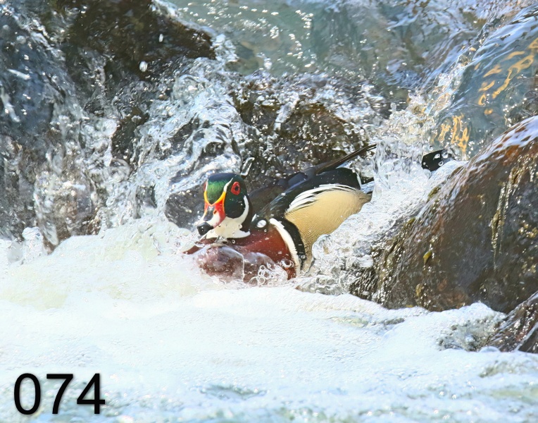 74wood duck 4-3-19-265x.jpg