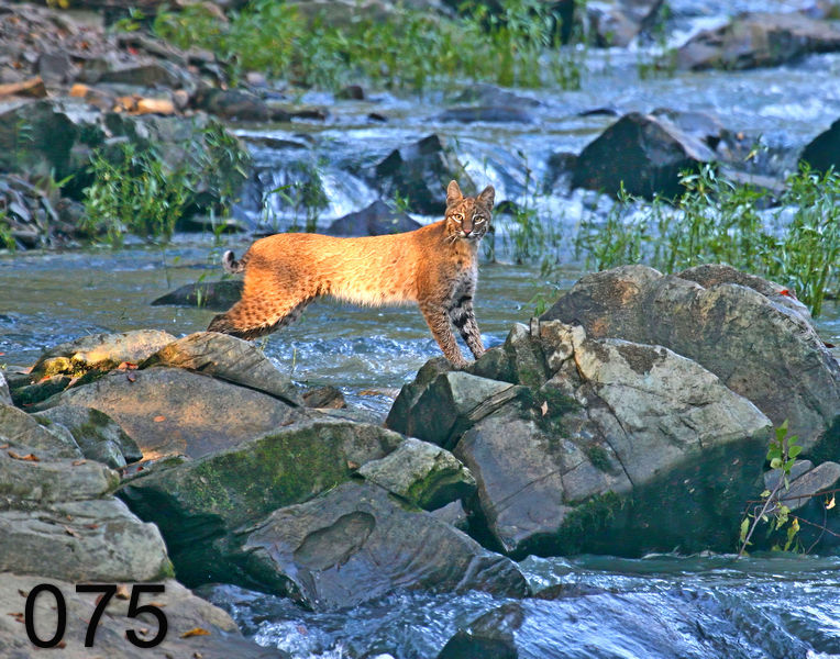 75bob-kitty 9-24-08 4d875x.jpg