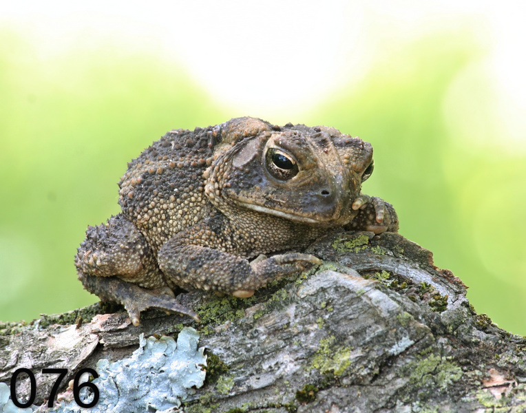 76american toad  5-1-06 cl2x.jpg