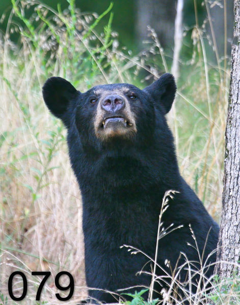 79black bear 7-11-09 4d919x.jpg