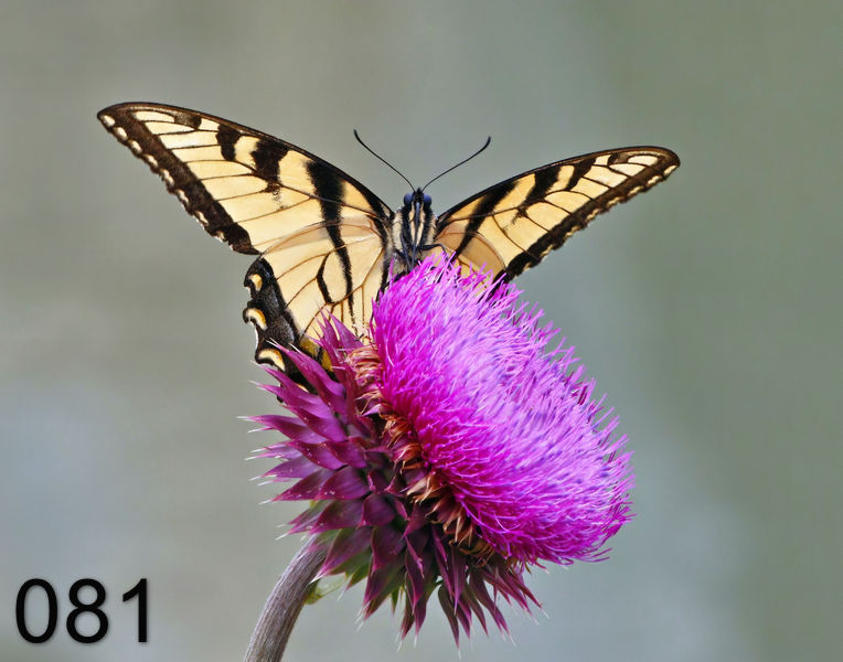 81eastern tiger swallowtail 5-10-17-52x.jpg