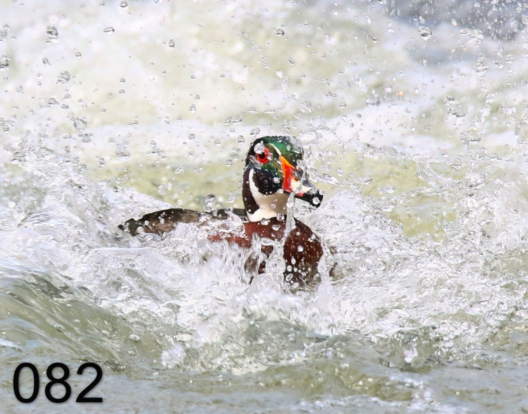 82wood duck 3-28-19-728x.jpg