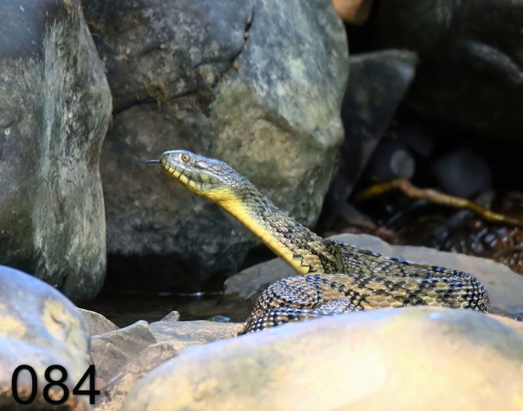 84diamond-backed watersnake 6-27-18-231x.jpg