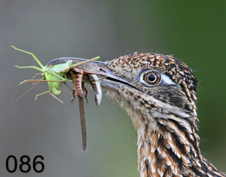 86roadrunner-(greater) 7-27-09 4d293x.jpg