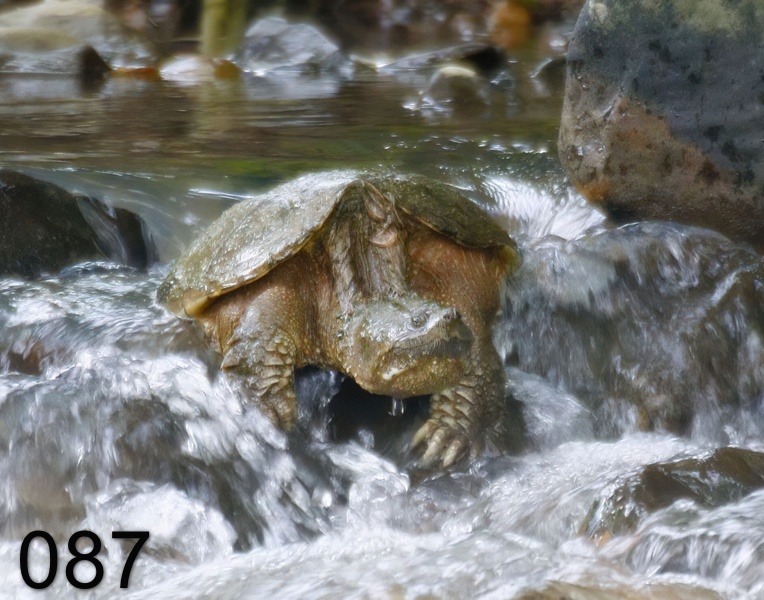 87eastern snapper 5-19-17-934x.jpg