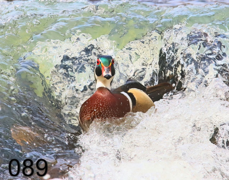 89wood duck 4-3-19-402x.jpg