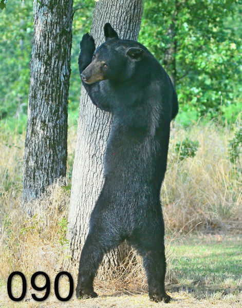 90black bear 7-11-09 4d015x.jpg