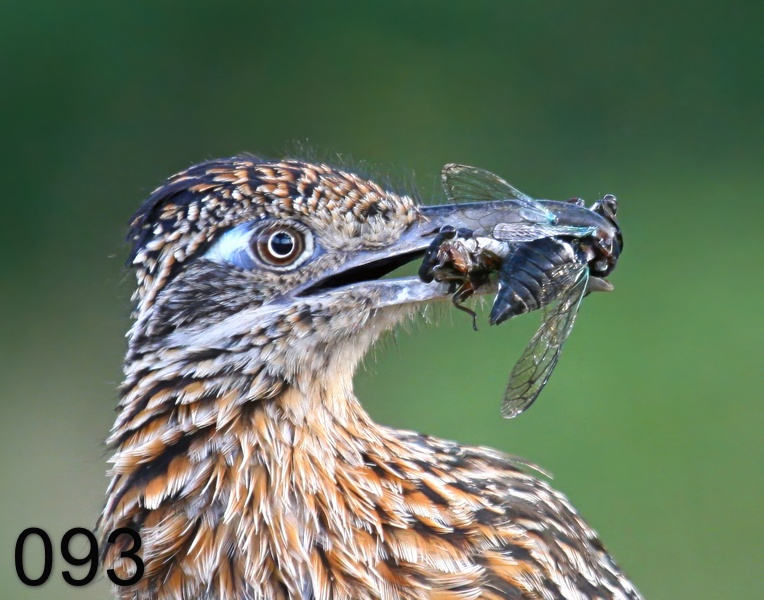 93roadrunner-(greater) 7-27-09 4d197x.jpg