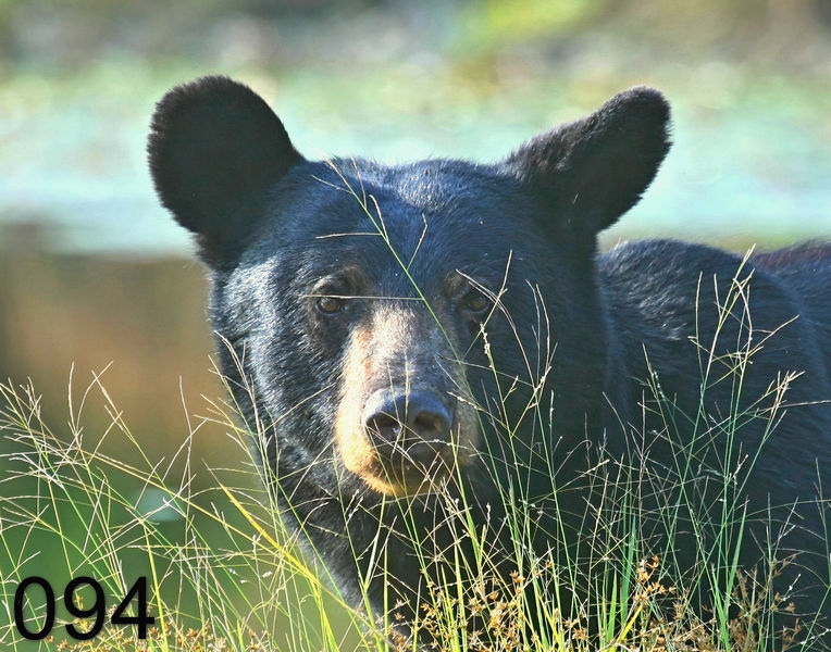 94black bear 7-20-09 4d003x.jpg