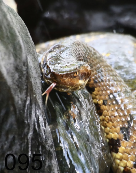 95cottonmouth 6-26-17-999x.jpg