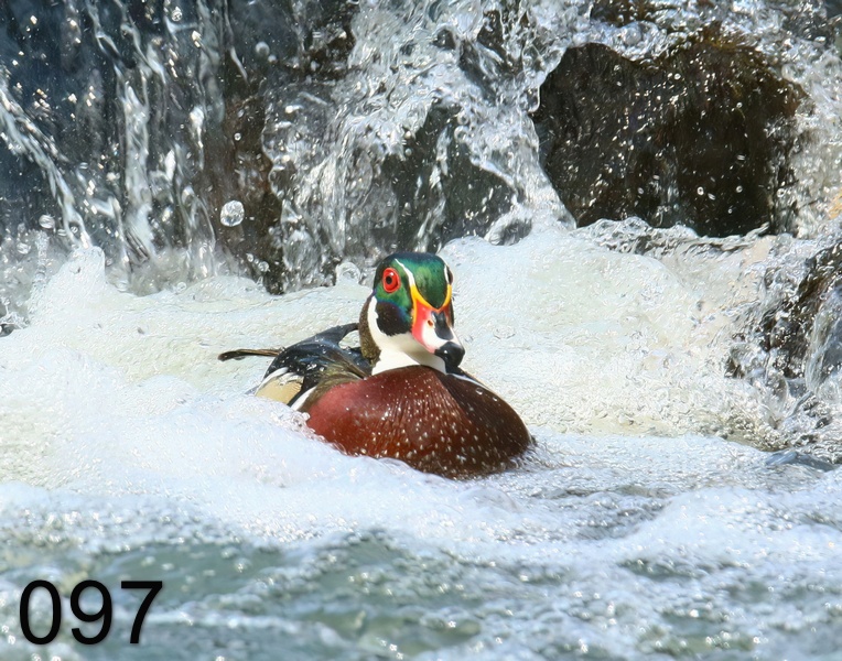 97wood duck 4-3-19-269x.jpg