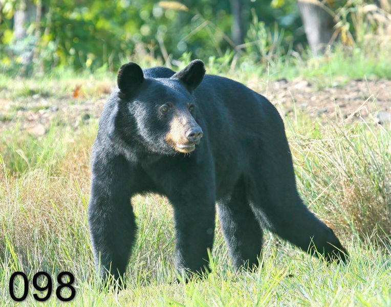 98black bear 7-20-09 4d927x.jpg