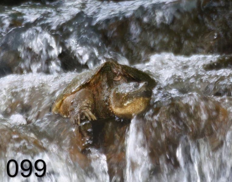 99eastern snapper 5-19-17-953x.jpg