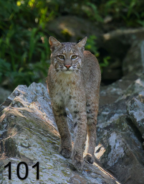 101bob-kitty 6-2-08 4d659x.jpg