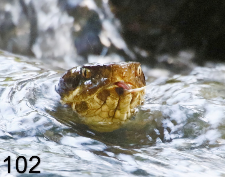 102cottonmouth 6-27-17-636x.jpg
