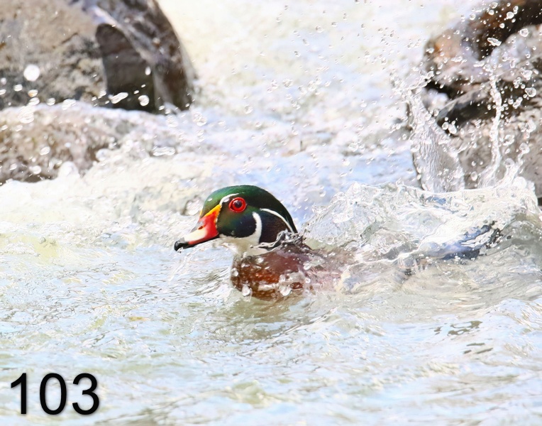 103wood duck 3-28-19-690x.jpg