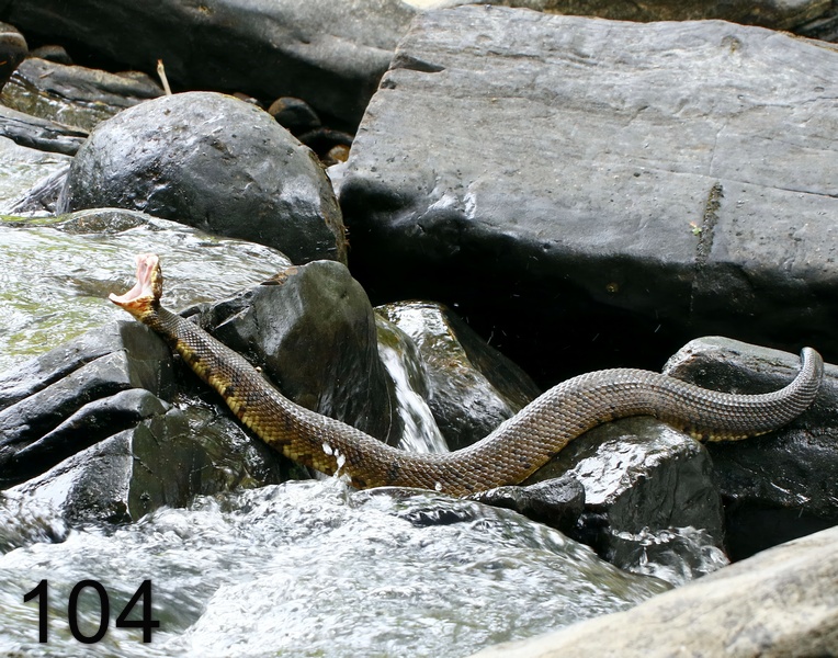 104cottonmouth 7-1-17-646x.jpg