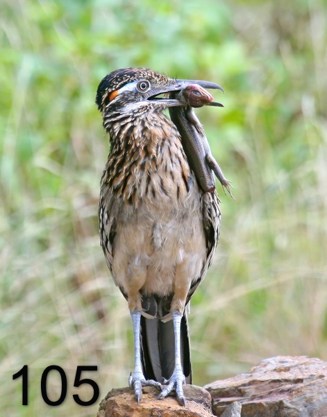 105roadrunner-(greater) 7-28-09 4d476x.jpg