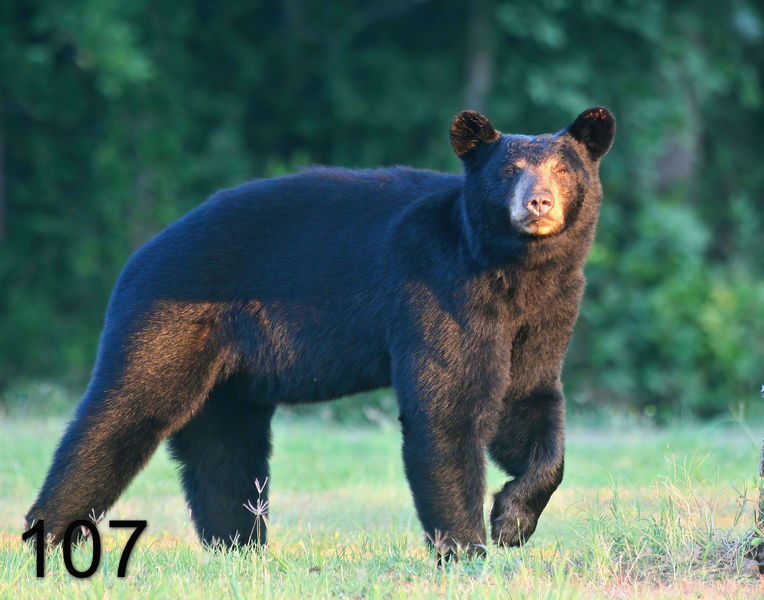 107black bear 7-10-09 4d504x.jpg