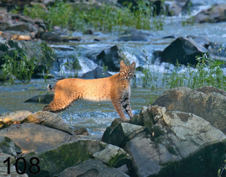 108bob-kitty 9-24-08 4d875x.jpg