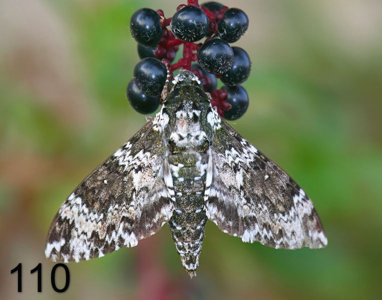 110moth-() 8-30-08 4d540x14l.jpg