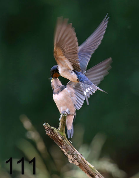 111barn swallow (young) 6-8-07 4c3x14lt.jpg