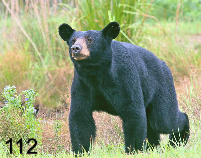 112black bear 7-21-09 4d242ps-nx14l.jpg