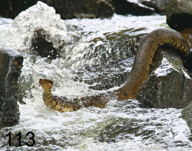 113cottonmouth 6-8-18-430x14l.jpg