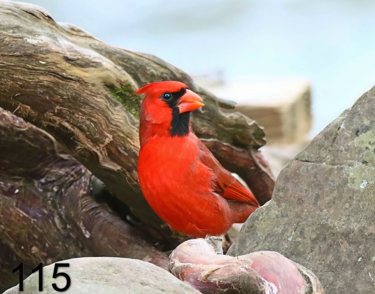 115cardinal 2-3-19-143x14l.jpg