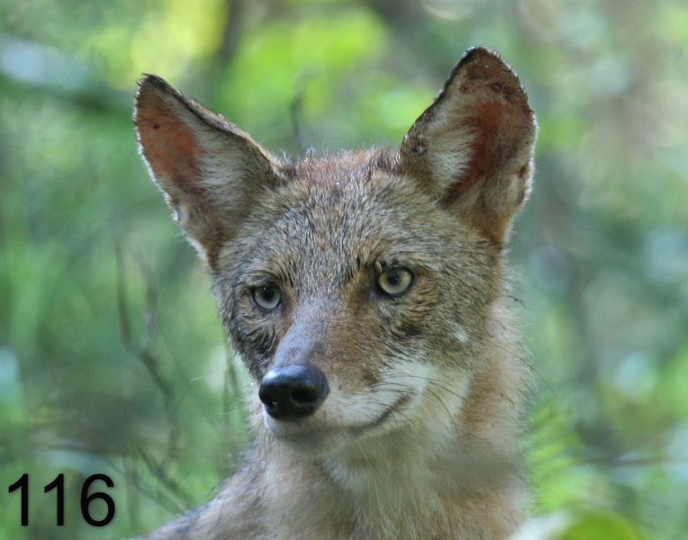 116coyote 7-17-07 4c4c14l.jpg