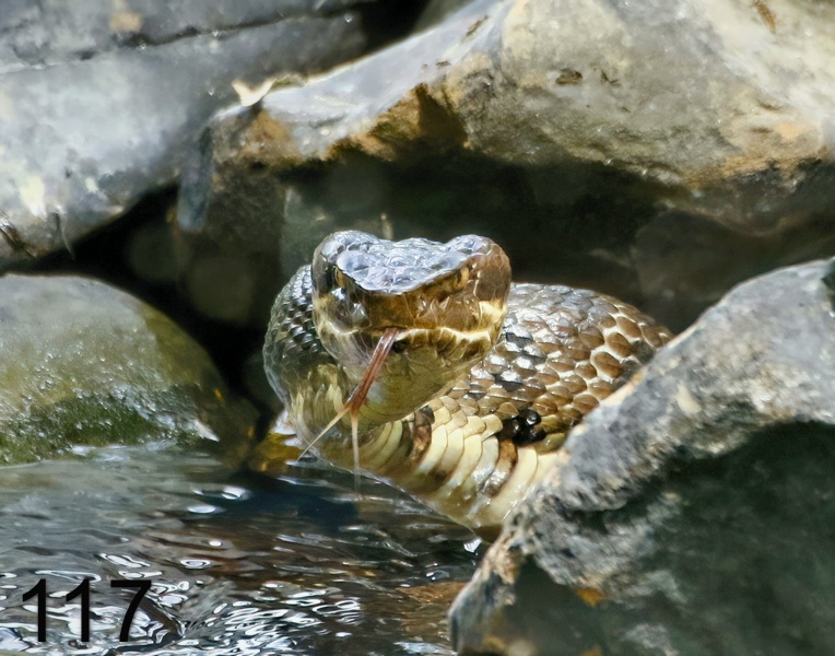 117cottonmouth 6-9-17-115x14l.jpg