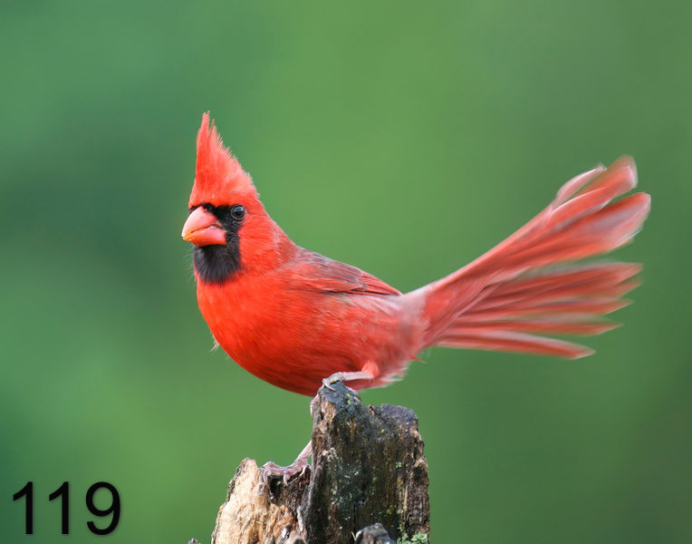 119cardinal 5-2-08 4c058x14l.jpg
