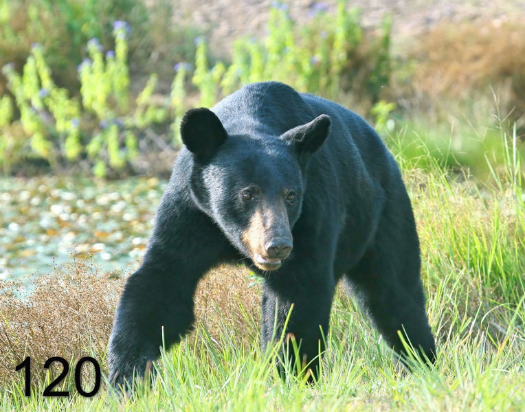120black bear 7-20-09 4d989ps-nx14l.jpg
