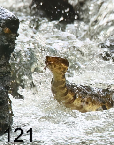 121cottonmouth 6-8-18-430x14ltt.jpg