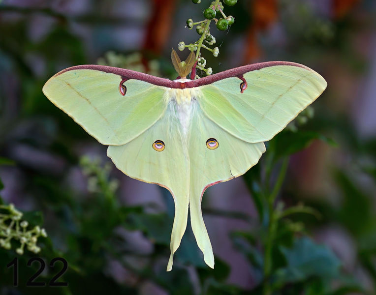 122moth-(luna) 8-2-08 4d546x14l.jpg