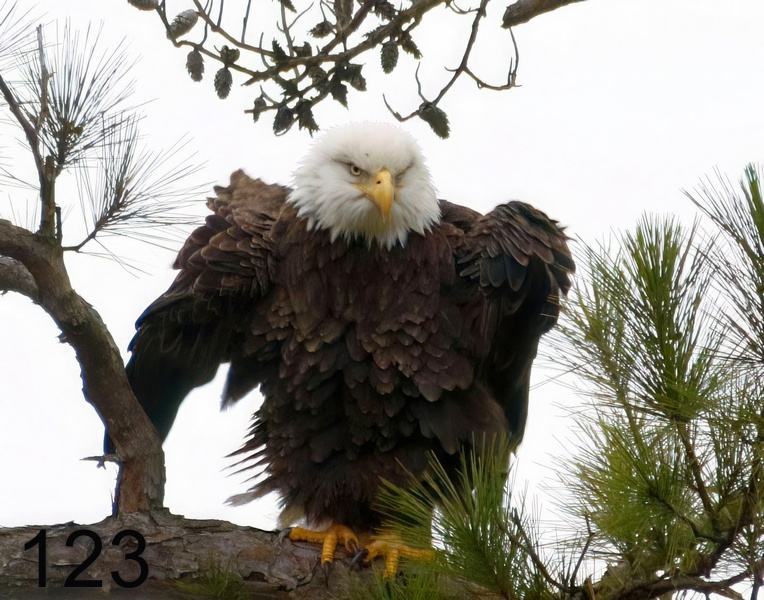 123bald eagle 1-9-18-946x14l.jpg