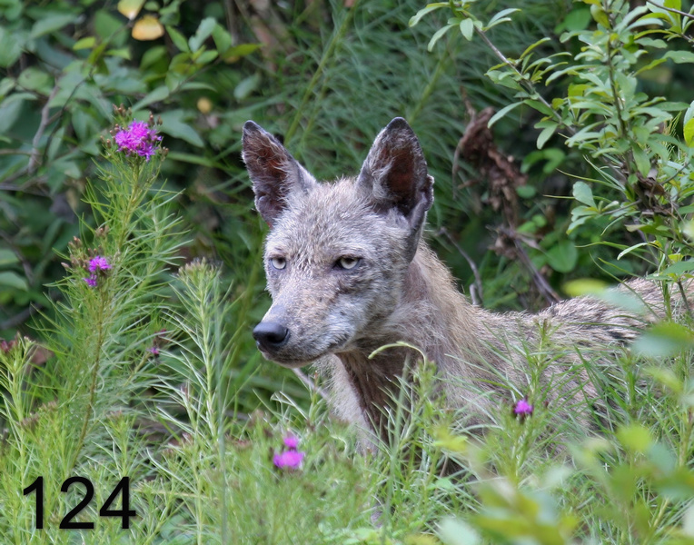 124coyote 7-21-07 4c8c14l.jpg