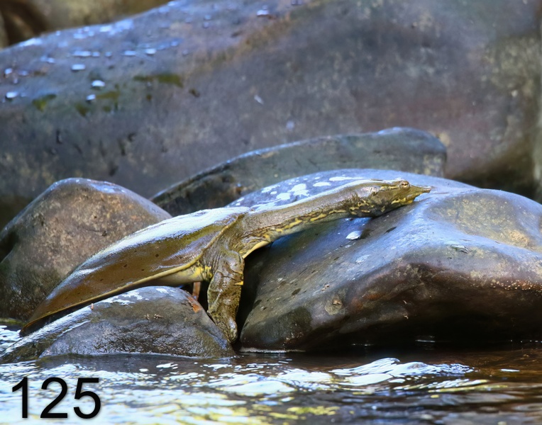125spiny softshell 6-27-18-648x14l.jpg
