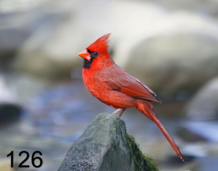 126 cardinal-17.jpg