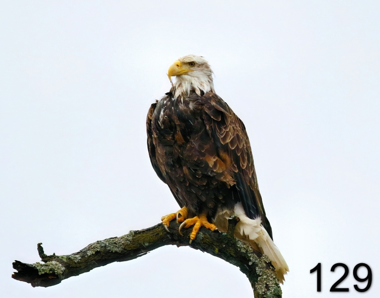 129bald eagle 2-24-18-719x14l.jpg