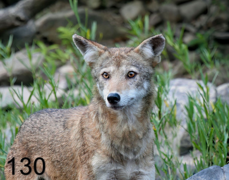 130coyote 7-22-06 cl3x14l.jpg