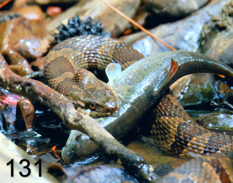 131northern watersnake 6-12-18-820x14l.jpg