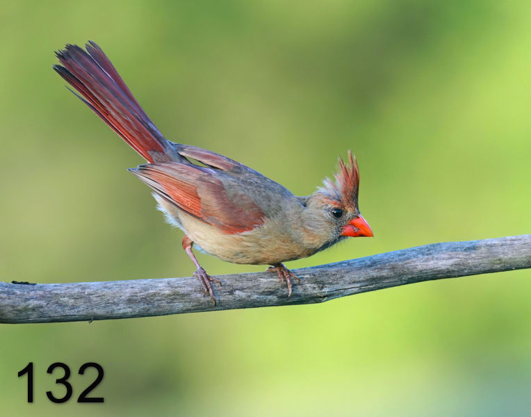 132cardinal 5-19-08 4d805x14l.jpg