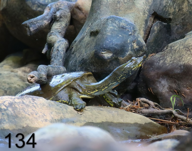 134spiny softshell 6-27-18-765x14l.jpg