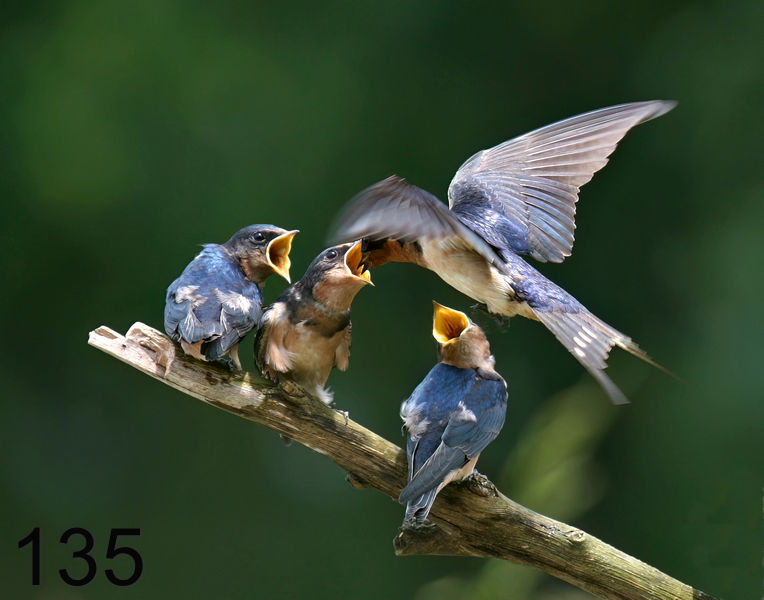 135barn swallow (young) 6-7-07 4c3x14l.jpg