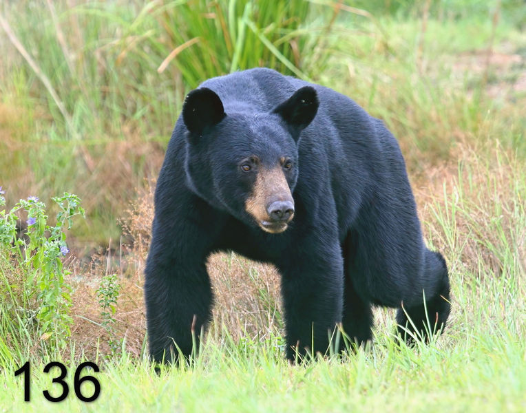 136black bear 7-21-09 4d241ps-nx14l.jpg