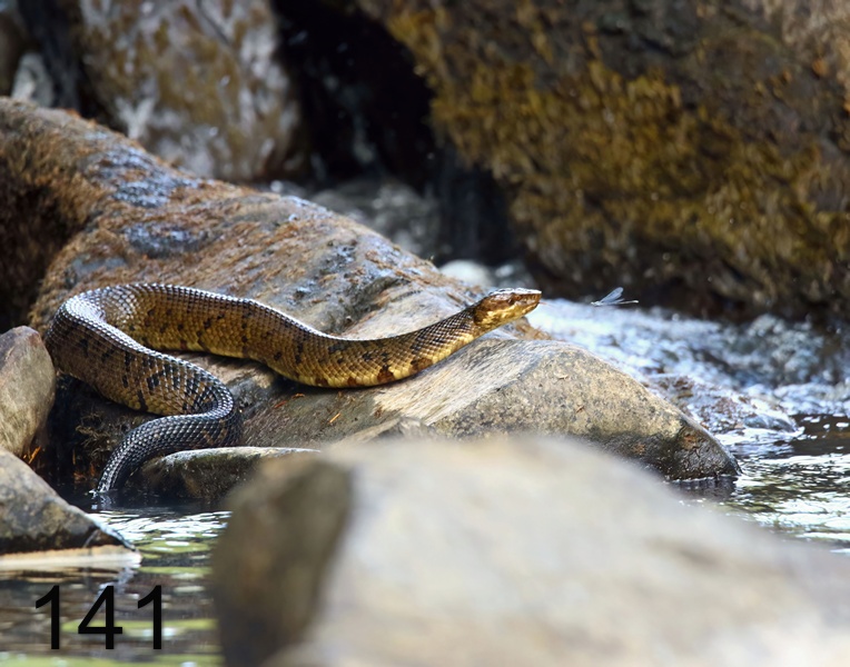 141cottonmouth 6-8-18-642x14l.jpg