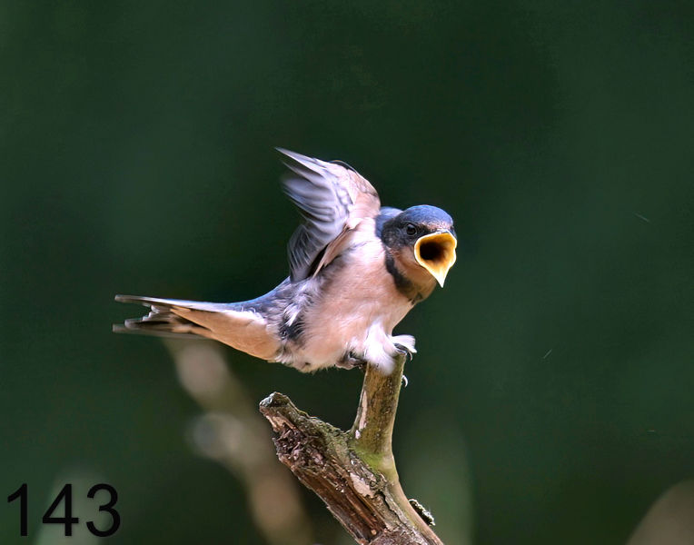 143barn swallow (young) 6-8-07 4c4x14l.jpg